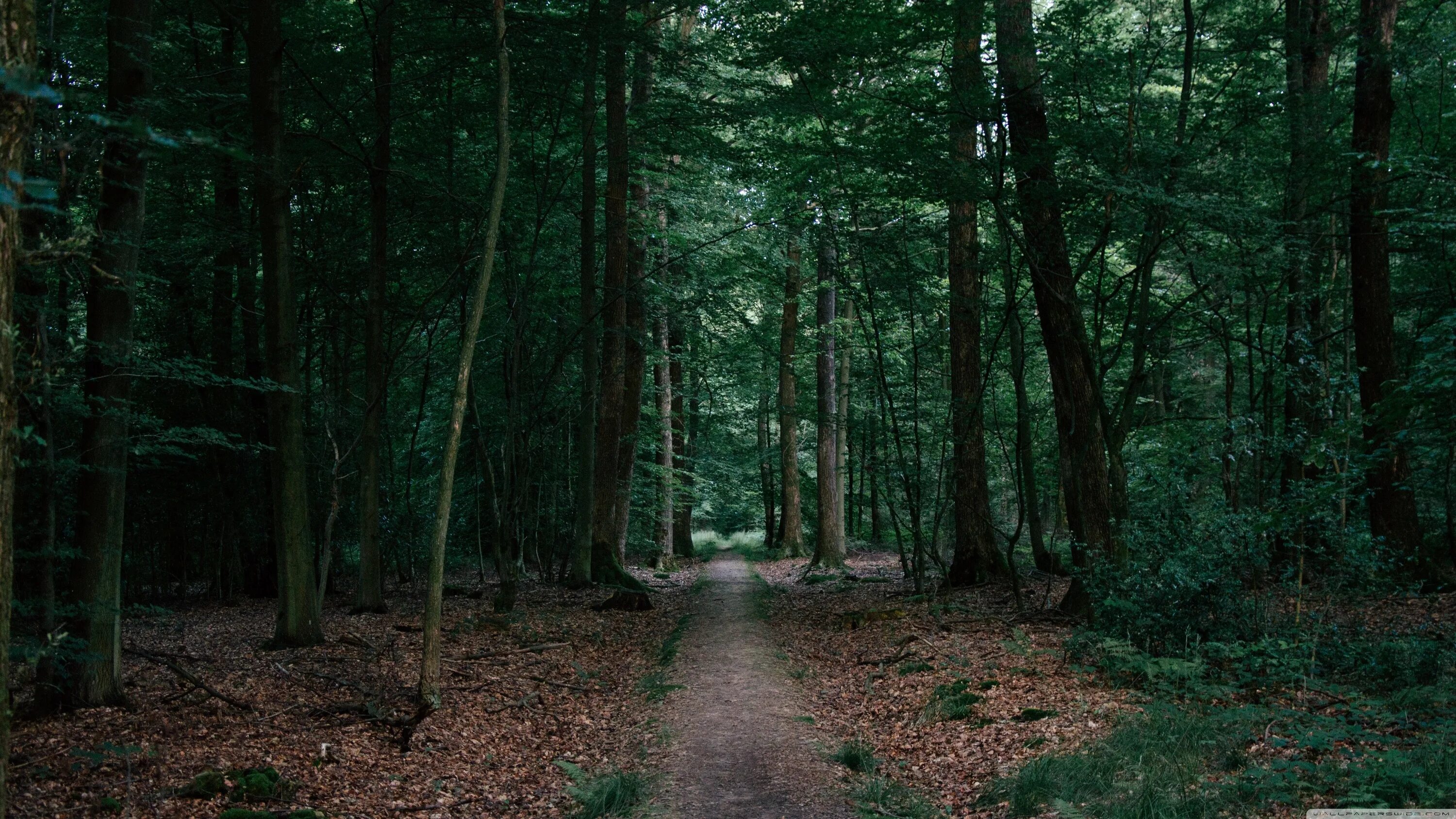 Forest side