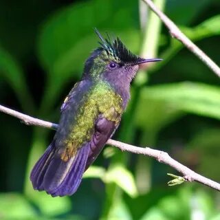 Zelu hummingbird