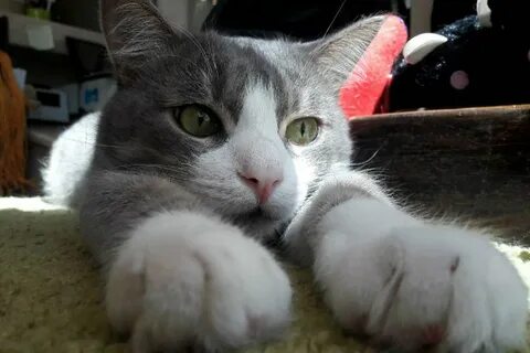 Кот сережа