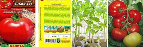 Томат кумир характеристика и отзывы сорт