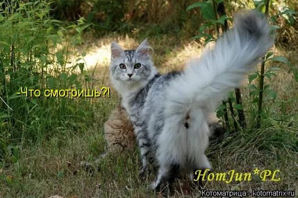 Черный юмор афоризмы высказывания. Сарказм юмор. Давай что то смешнее. Давай что то смешнее. Давай что то смешнее.