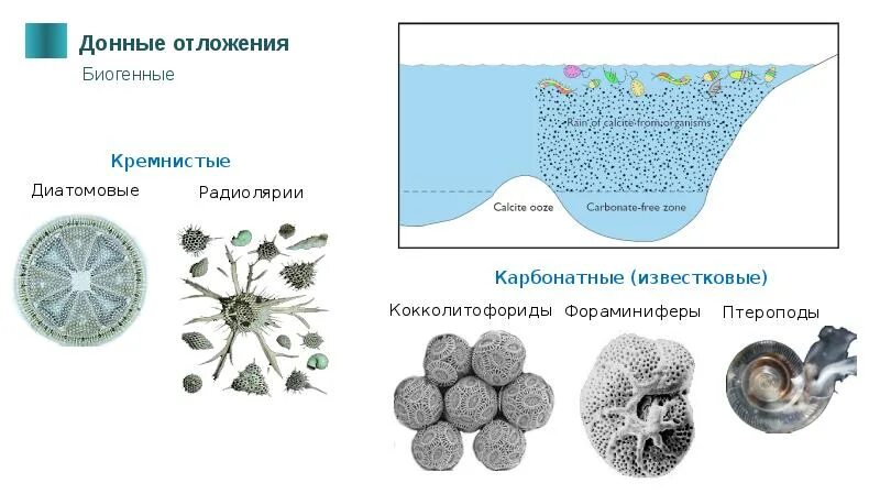 Биологическая реабилитация водоемов. Типы донных отложений. Инфильтрационная теория происхождения подземных вод. Донной происхождение. Золотая жила схема.