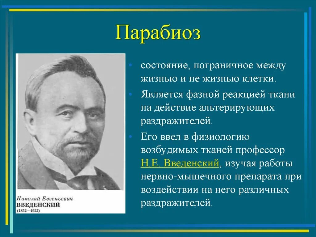 Теория парабиоза н. Е. Фазы парабиоза. Введенского о парабиозе. Учение н.