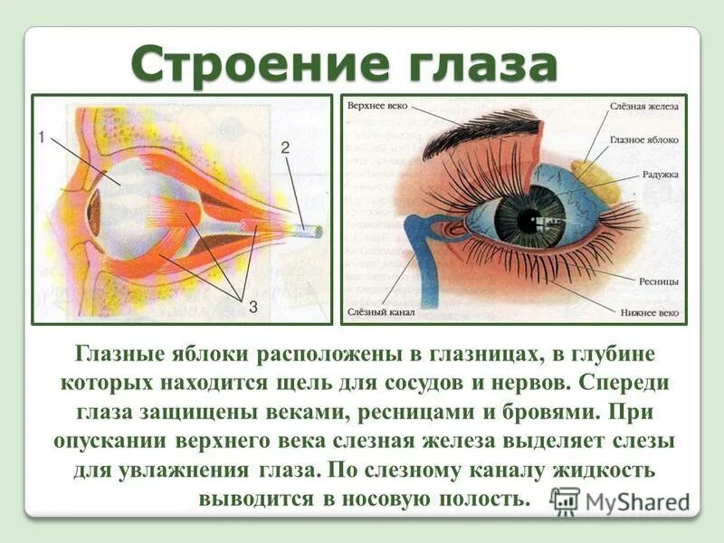 Глаз у человека имеет форму. Глазная щель глазное яблоко вид спереди. Строение глаза. Строение глазного яблока. Строение глаза веко.