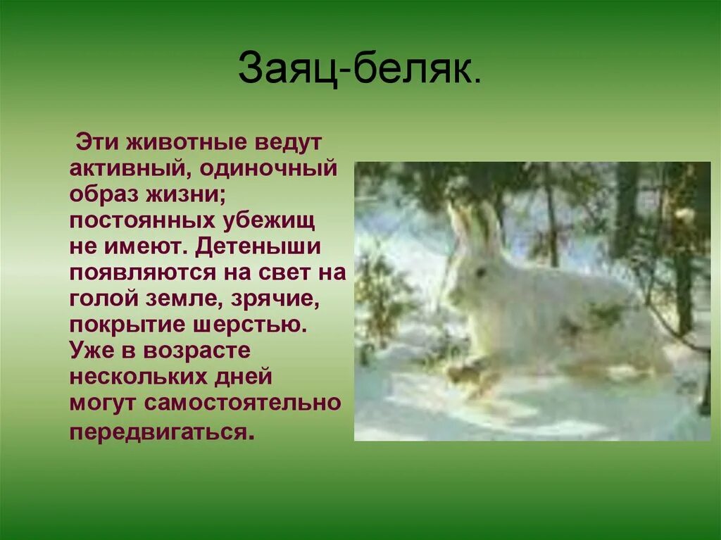 Сообщение про зайца. Заяц Беляк на земле. Факты о зайце беляке. Презентация на тему заяц Беляк. Образ жизни зайца.