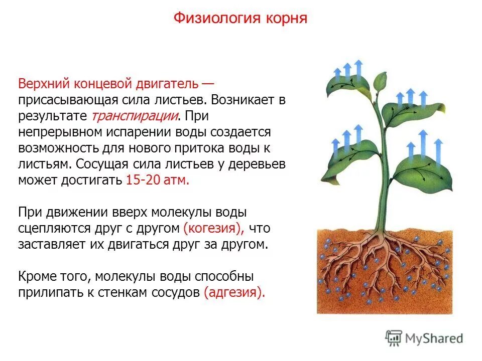 Верхний и Нижний концевой двигатель растений. Корневое давление и транспирация. Физиология корня.