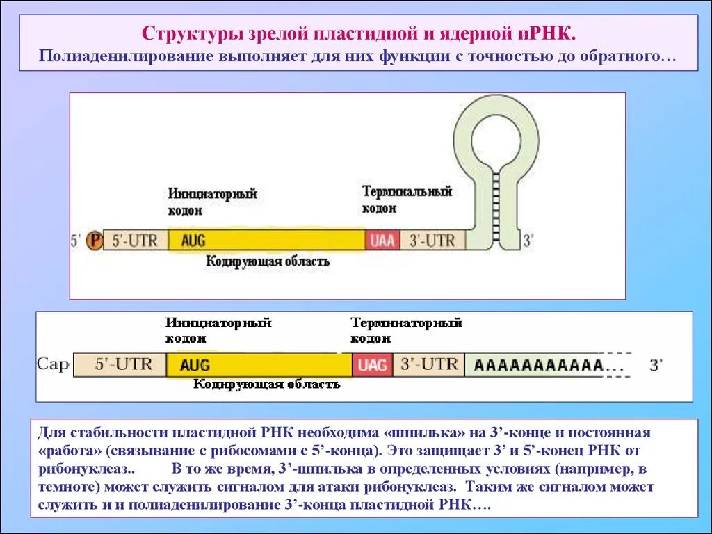 Структура матричной РНК эукариот. Структура ИРНК эукариот. Структура и функции матричных РНК. Матричная РНК строение и функции.