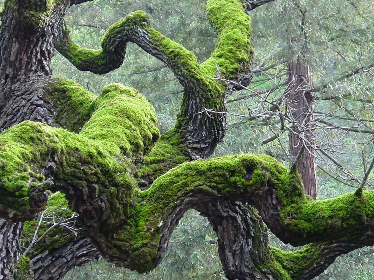 Громадный лес растянулся ответы. Лиановидные мох. Самшит в Японии лес. Необычные деревья. Извилистое дерево.