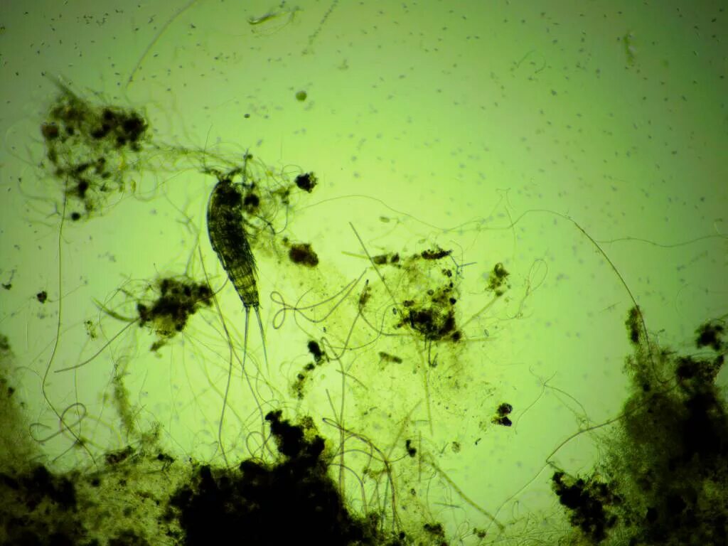 детрит форте