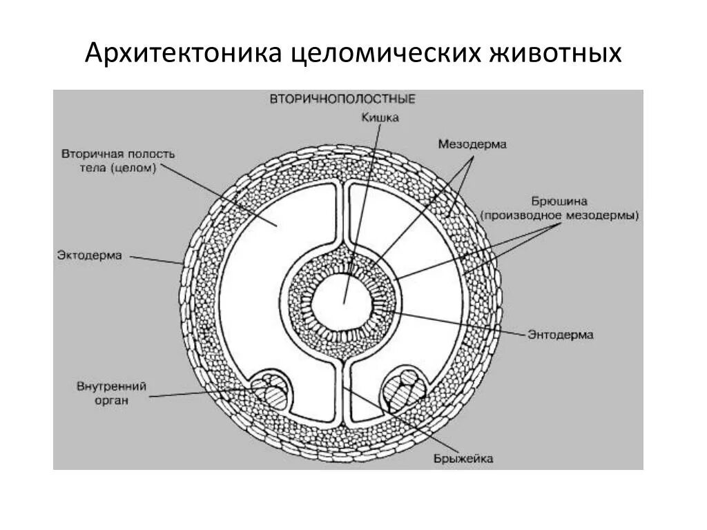 Строение вторичной полости тела кольчатых червей. Первичная полость тела у кольчатых червей. Целом кольчатых червей строение. Первичная полость тела и вторичная полость тела.