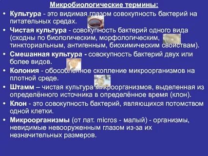 Определение понятия чистая культура
