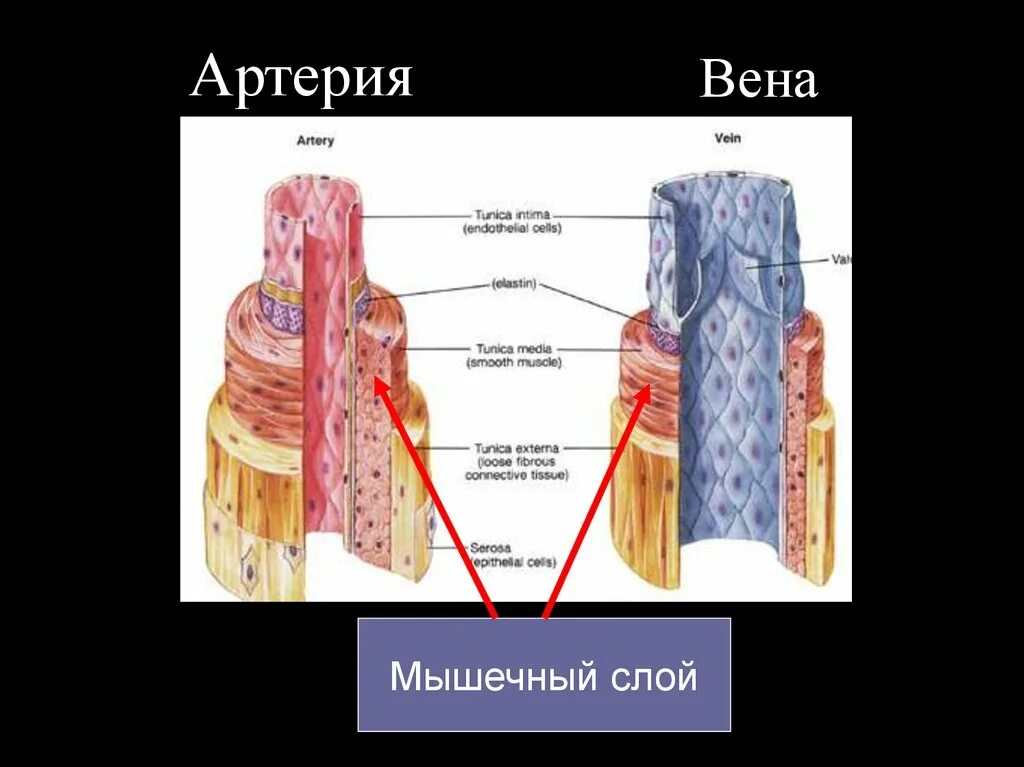 Средний слой артерий состоит. Мышечный слой артерий и вен. мышцы артерий.