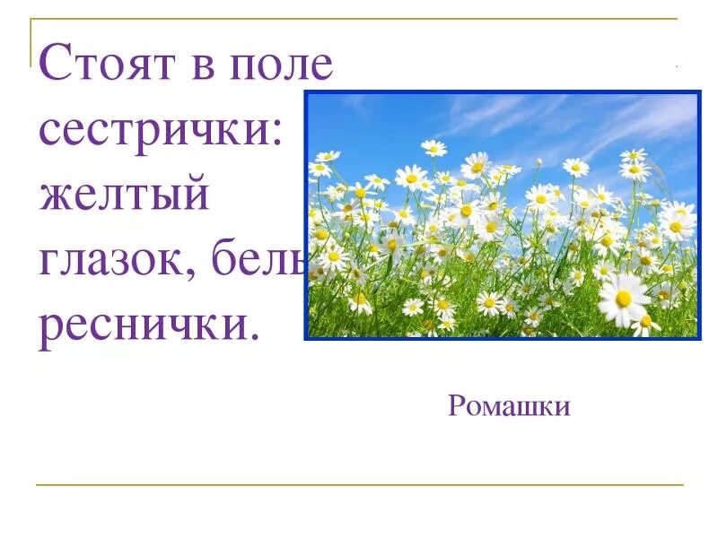 Загадка стоят в лугах сестрички золотой. Стоят в поле сестрички желтый глазок белые реснички. Загадка стоят в поле сестрички желтый глазок белые реснички. Стоят в поле сестрички желтый. Загадка про ромашку.