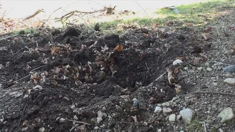 Dig after