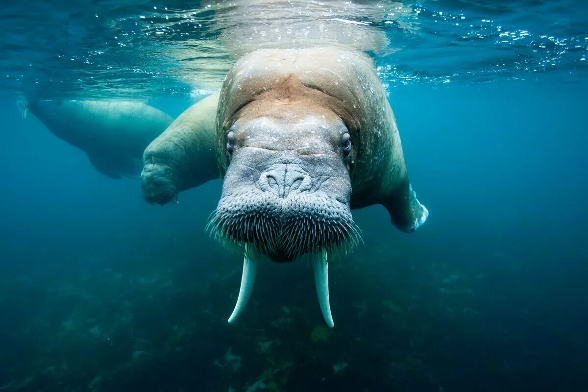 морской котик в воде. дальневосточный морж. животные северного ледовитого океана морж. включи видео морских. дюгонь морская корова.