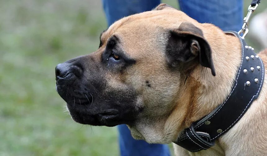 Порода собак ка де бо. Кадебо тигровый порода собак. Ка де бестиар. Ca de. Мастиф ка де бо собака.