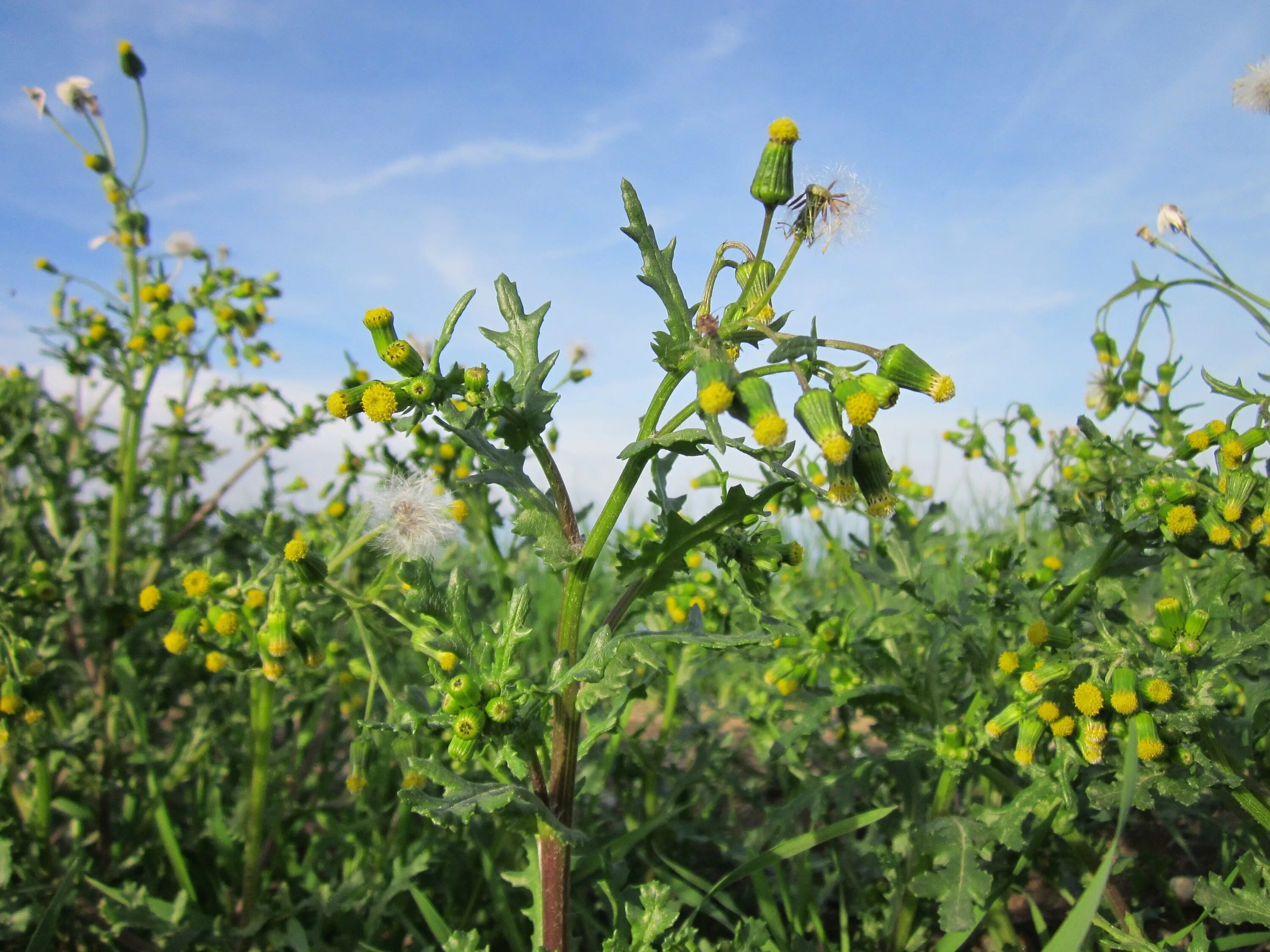 Крестовник обыкновенный (Senecio vulgaris). Крестовник обыкновенный (Senecio vulgaris l.). Гнездовник обыкновенный. Якобея обыкновенная, крестовник. Крестовник обыкновенный