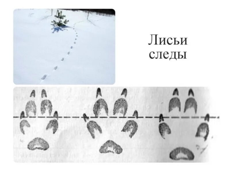 Слушать след лисицы. Следы лисы обыкновенной. лисьи следы на снегу. следы животных на снегу лиса. следы от лисы на снегу.