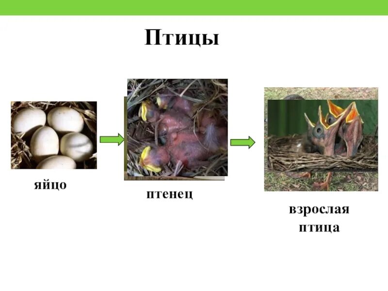 Развитие птиц. Размножение птиц. Развитие животных птицы. Стадии развития птиц.