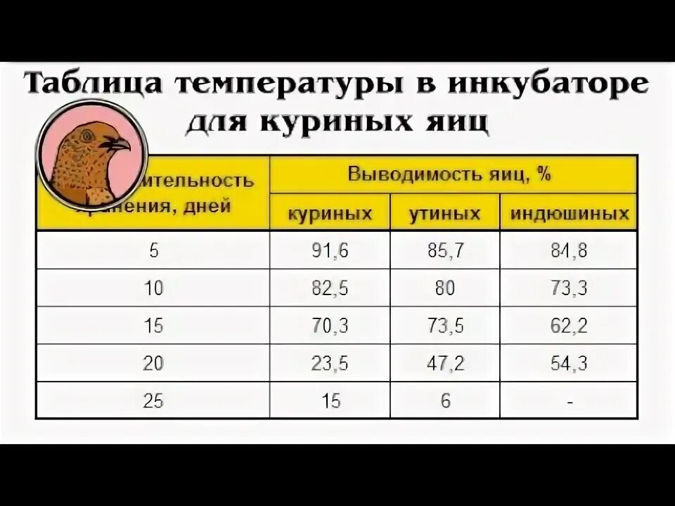 Сколько раз перевернуть яйца в инкубаторе. Температура инкубации куриных яиц. Показать таблицу температур инкубации кур.