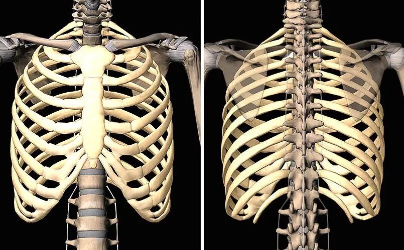 Сколько ребер у человека у женщин. Скелет грудной клетки сзади. Грудная клетка, рёбра, Грудина. Грудная клетка сзади анатомия. Скелет человека ребра вид сзади.