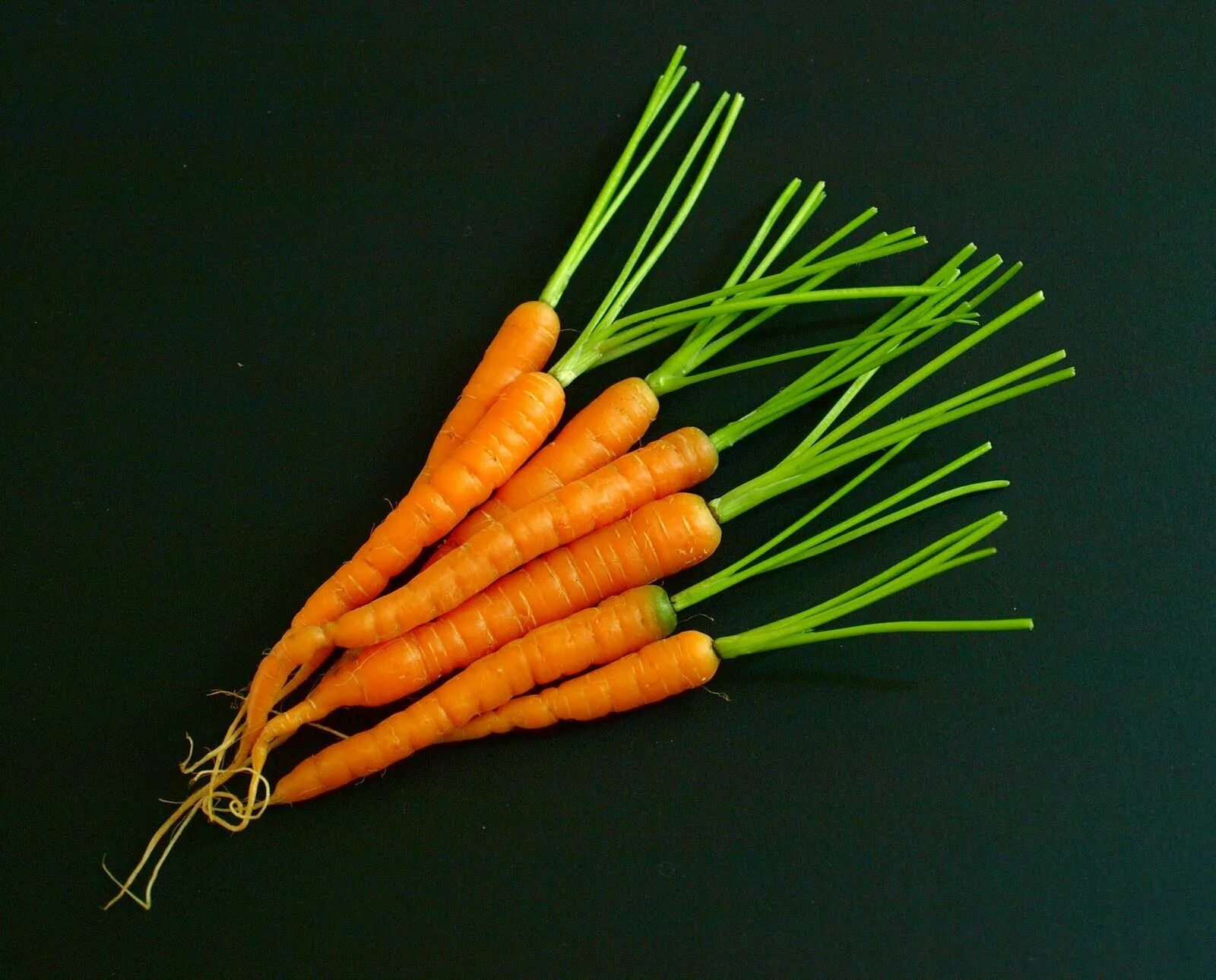 Красивая морковь. Морковь. Морковь картинка. Морковка работа. Морковь оранжевый мускат гавриш.