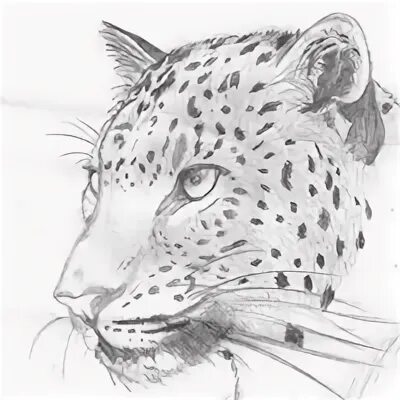 Mixtep8 leopard ecchi sketch