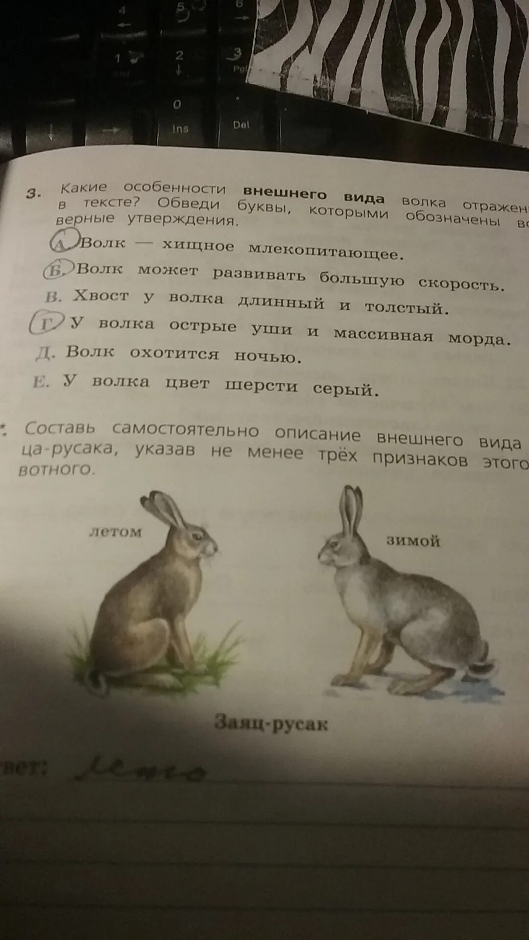 Зеленые рассказы беляк и русак. Описание внешности зайца. Заяц Русак внешний вид.