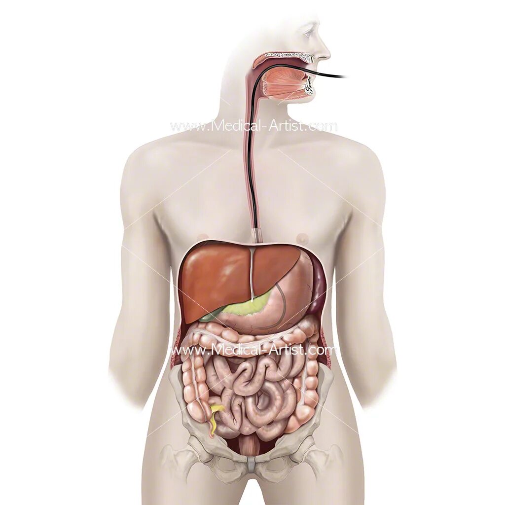 Сколько человек в животе. Пищеварительная система человека. Хорошее пищеварение. Желудок анатомия человека. Анатомия пищеварительной системы человека атлас.
