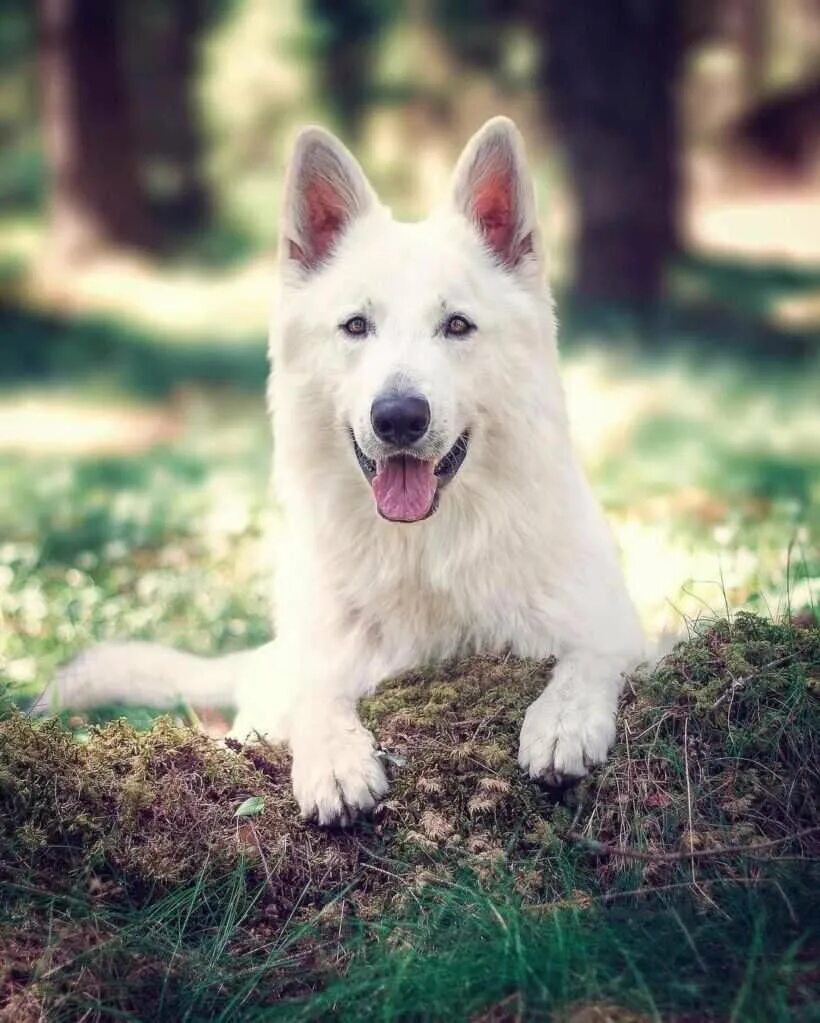 Черно белая овчарка порода. Грюнендаль и швейцарская овчарка. Покажи белую овчарку. Американо-канадская белая овчарка. Швейцарская овчарка бшо.