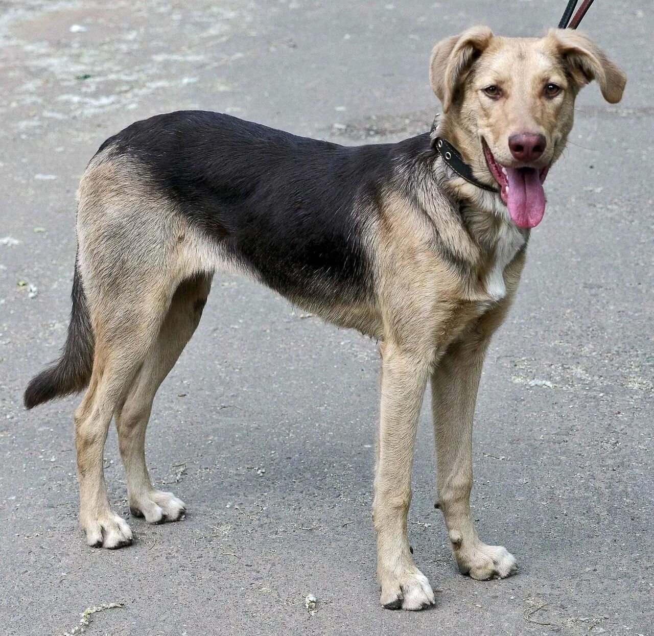 Метис лабрадора и овчарки черный. Метис лабрадора и овчарки. Лабрадор метис черный. Помесь лабрадора и овчарки. Метис лабрадора и овчарки черный.