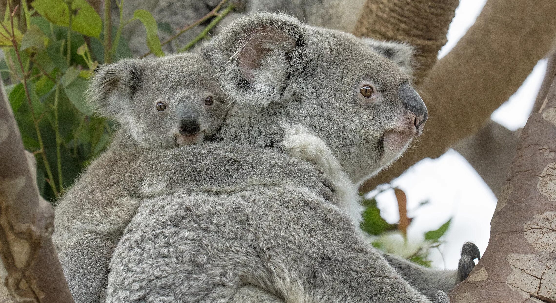 Коала. Квинслендская коала. Коала Диего. Эволюция коал.