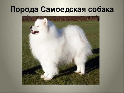 Самоед откуда название