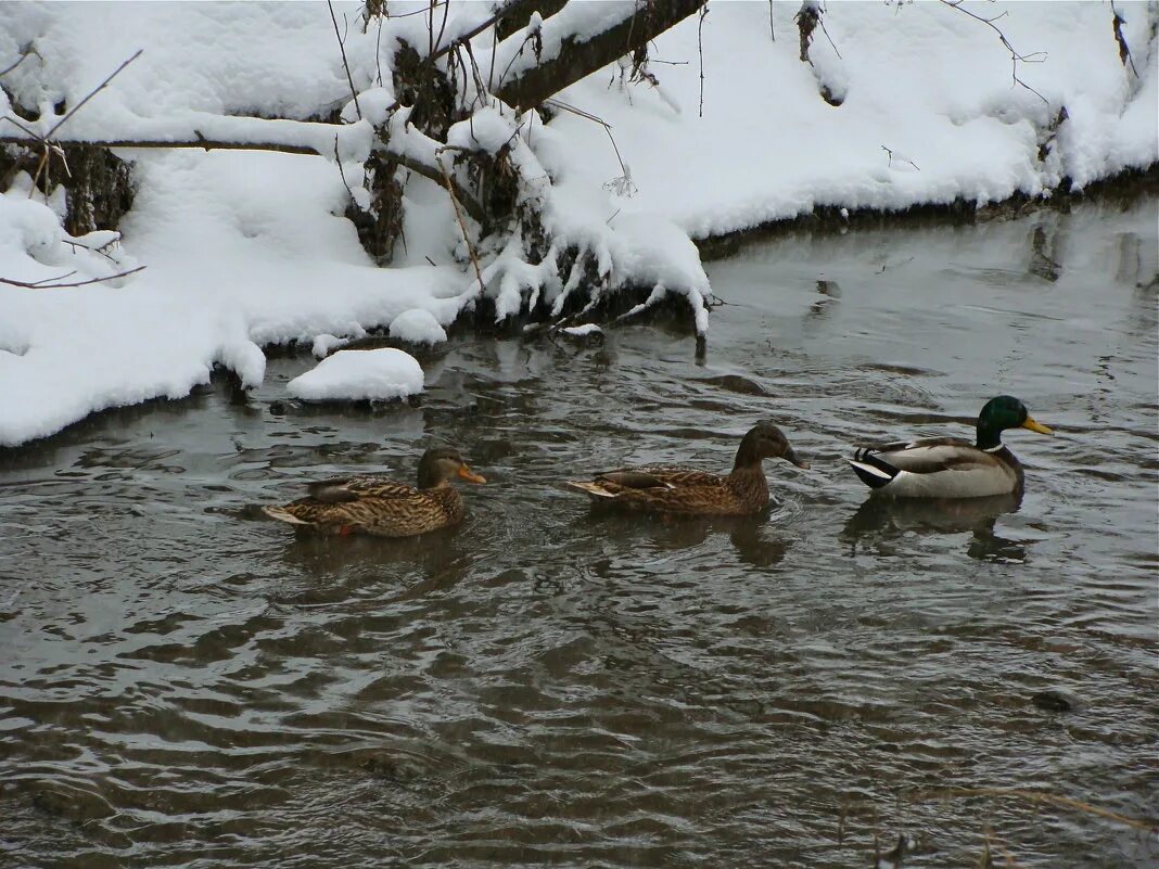 утка в проруби. утки в проруби. утки на реке зима. утки в полынье. утки в полынье фото.