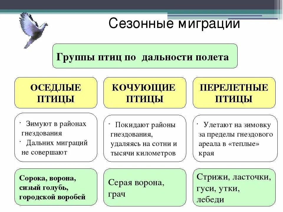 Приведите примеры птиц. Кочующие оседлые и перелетные птицы таблица. Оседлые Кочующие и перелетные птицы. Классификация птиц перелетные Кочующие оседлые. Три группы птиц перелётные оседлые Кочующие.