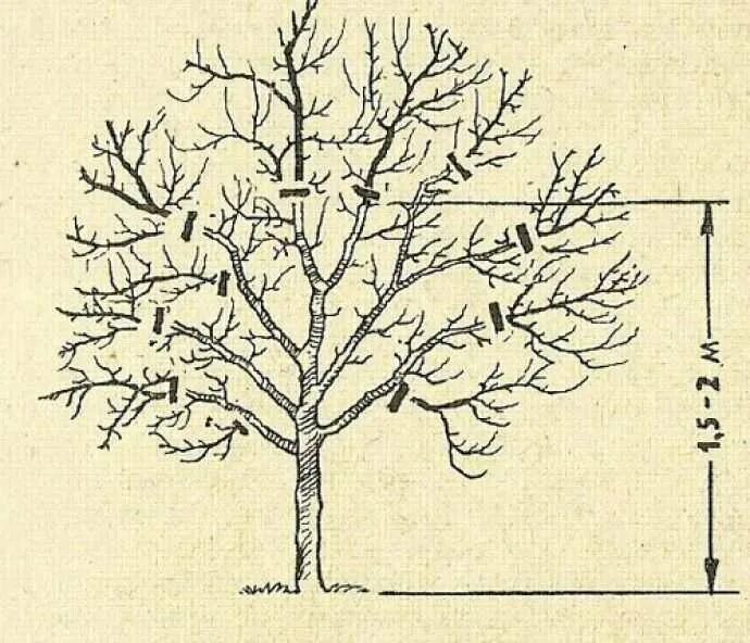 Обрезка старых яблонь для начинающих. Схема обрезки яблони весной. Подрезка яблонь весной схема. Омоложение яблони схема обрезки. Правильно обрезать яблоню осенью схема подрезки.