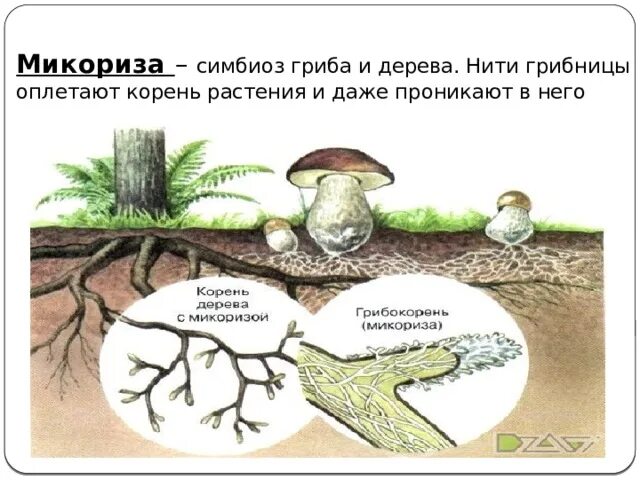 Как называется корень гриба. Микориза симбиоз гриба и растения. Микориза это симбиоз гриба и дерева. Грибница взаимосвязь с деревьями.