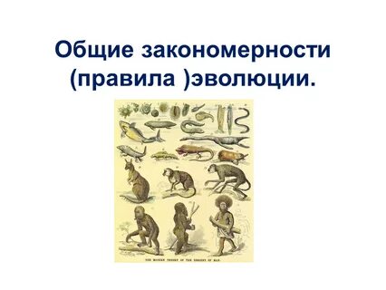 Общие закономерности эволюции презентация 11 класс