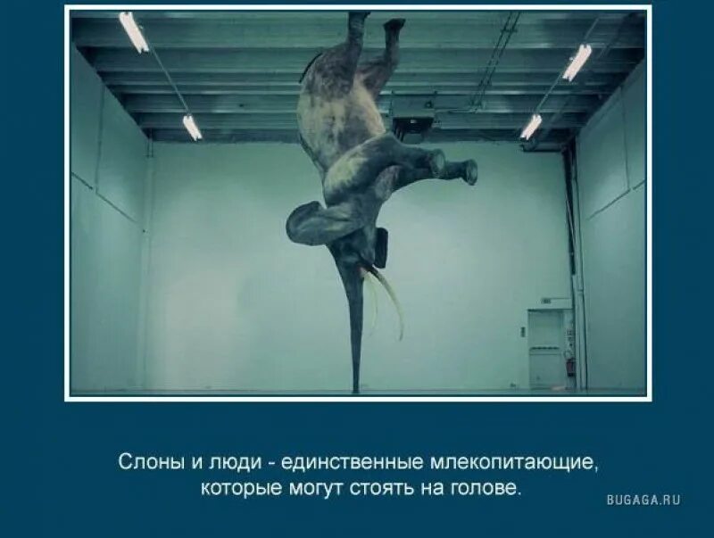 Возможно стоит. Слоны умеют стоять на голове. животное стоит на голове. ненужные факты. слоны и люди могут стоять на голове.