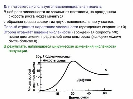 Линейный и экспоненциальный рост сложные проценты