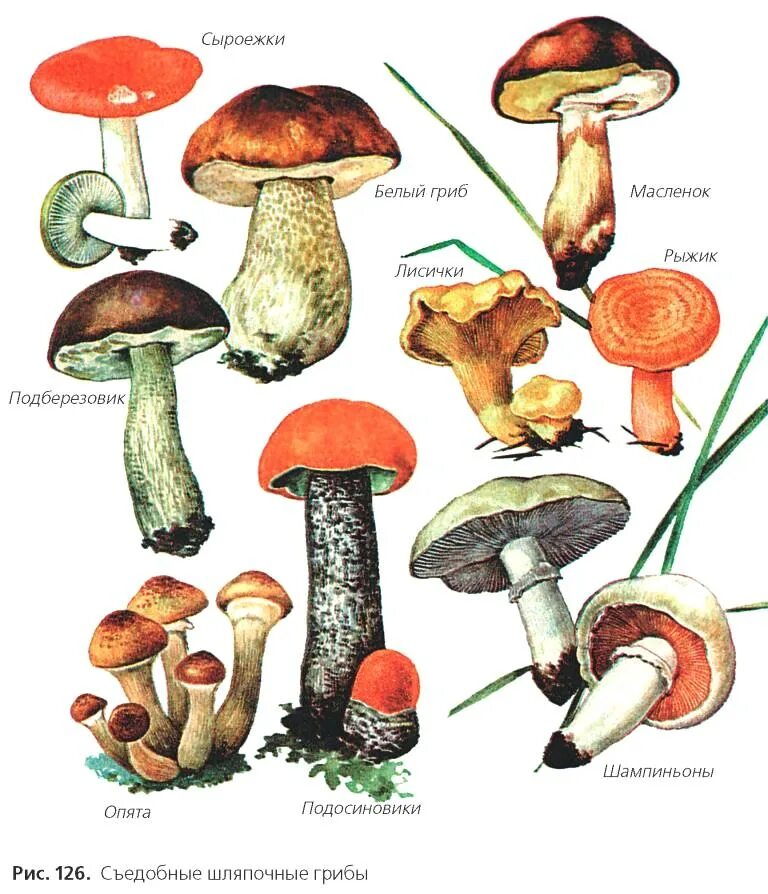 Шляпочными грибами являются. Съедобные Шляпочные грибы. Съедобные Шляпочные грибы название. Несъедобные Шляпочные грибы. Шляпочные грибы рисунок с названиями.
