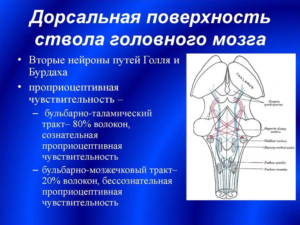 Дорсальная поверхность мозга. Дорзальная поверхность ствола мозга. Дорсальный отдел продолговатого мозга. Ствол мозга вентральная и дорсальная поверхность. Функциональная анатомия ствола мозга.