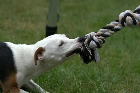 Собака охотится за хвостом