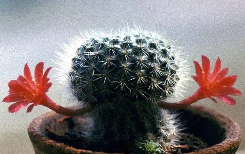 Маммиллярия Huitzilopochtli. Mammillaria dodsonii, p346. Кактусы Геншин. Колючки кактуса.