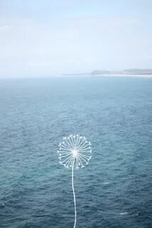 Морские одуванчики