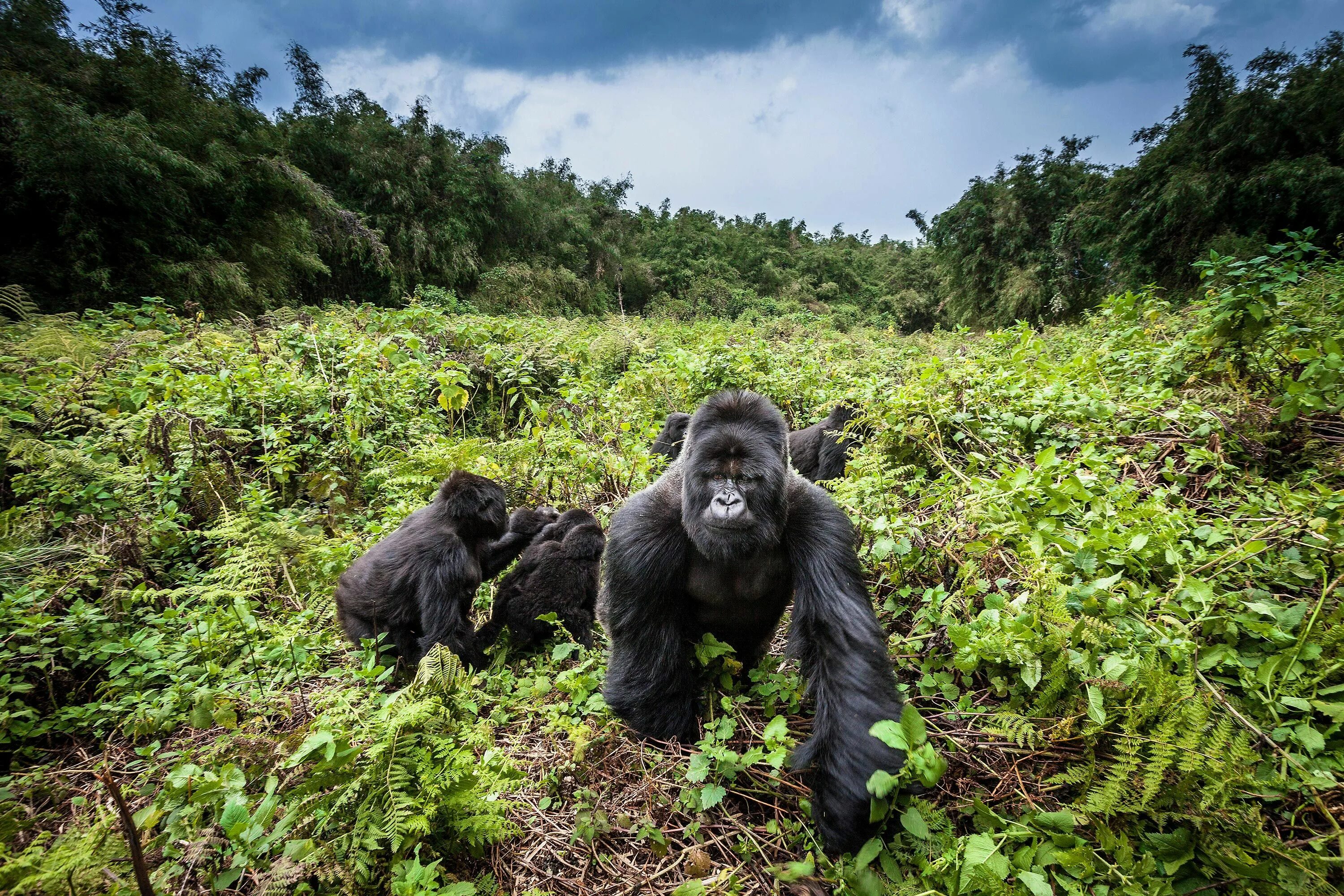 Местообитание горилл шимпанзе ленивцев леопардов ягуаров. Парк Вирунга горные гориллы. Горные гориллы Уганда. Руанда гориллы. Национальный парк горилл Мгахинга.