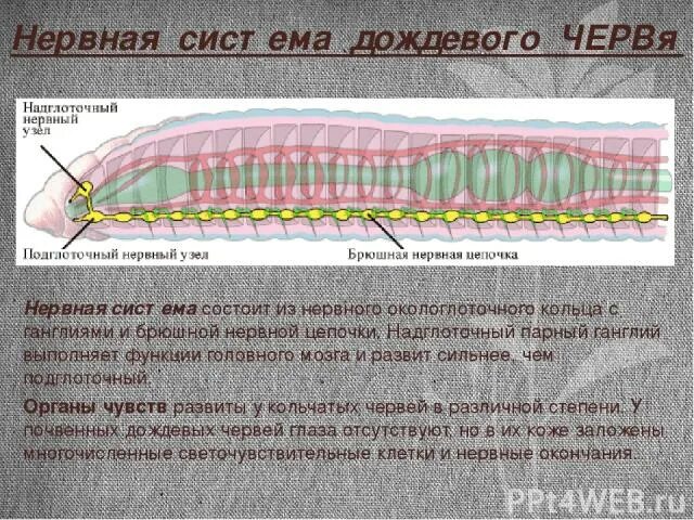 Нервная система дождевого червя состоит. Нервная система дождевых червей. Нервная система кольчатых червей состоит. Дождевой червь нервная.