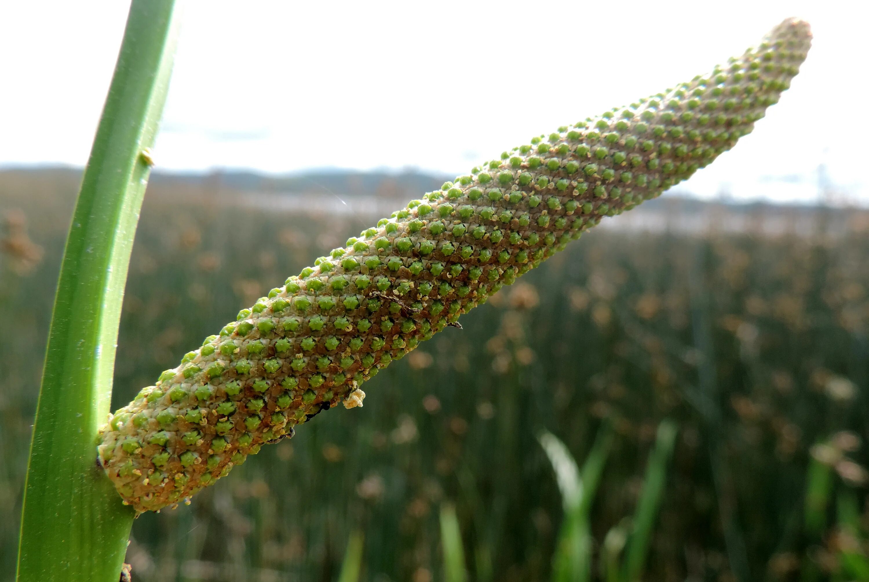 Стали аира. АИР обыкновенный - Acorus Calamus. АИР болотный (Acorus Calamus). АИР болотный соцветие. АИР болотный Фармакогнозия.