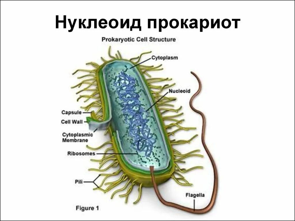 Строение бактерии. Строение прокариотической клетки. Бактериальная клетка. Прокариотическая клетка бактерии. Цитоплазма прокариотическая клетка