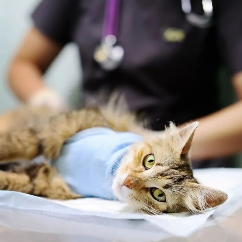 Кошка ветеринария. Кастрировать кота ветеринаром. Кастрировать кота ветеринаром. Кот у ветеринара. Кастрировать кота ветеринаром.